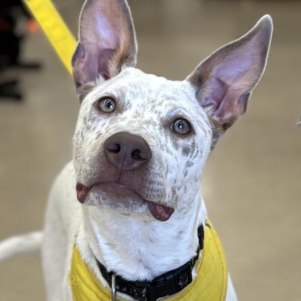 Famous Dogs Litter: Shadow, a Adoptable Mixed Breed in Keaau, HI image 4/6