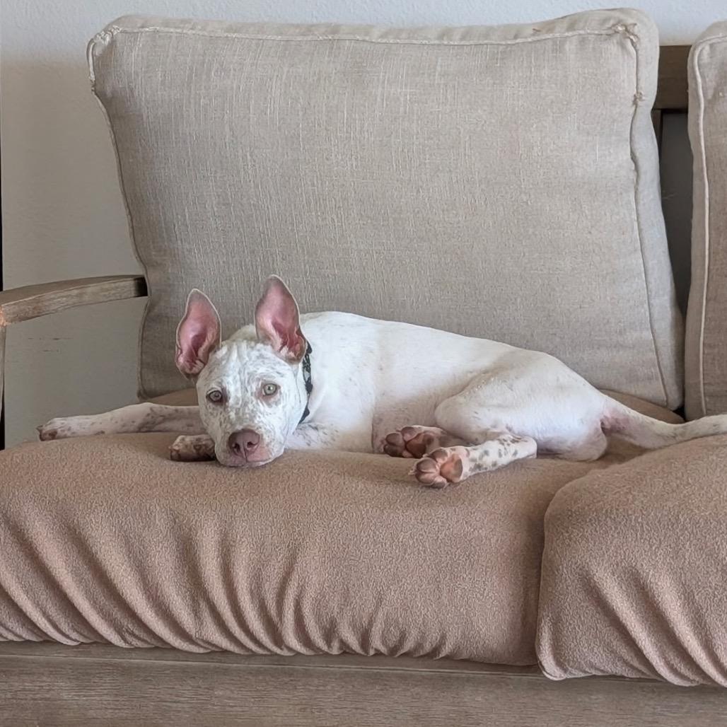 Famous Dogs Litter: Shadow, a Adoptable Mixed Breed in Keaau, HI image 4/4