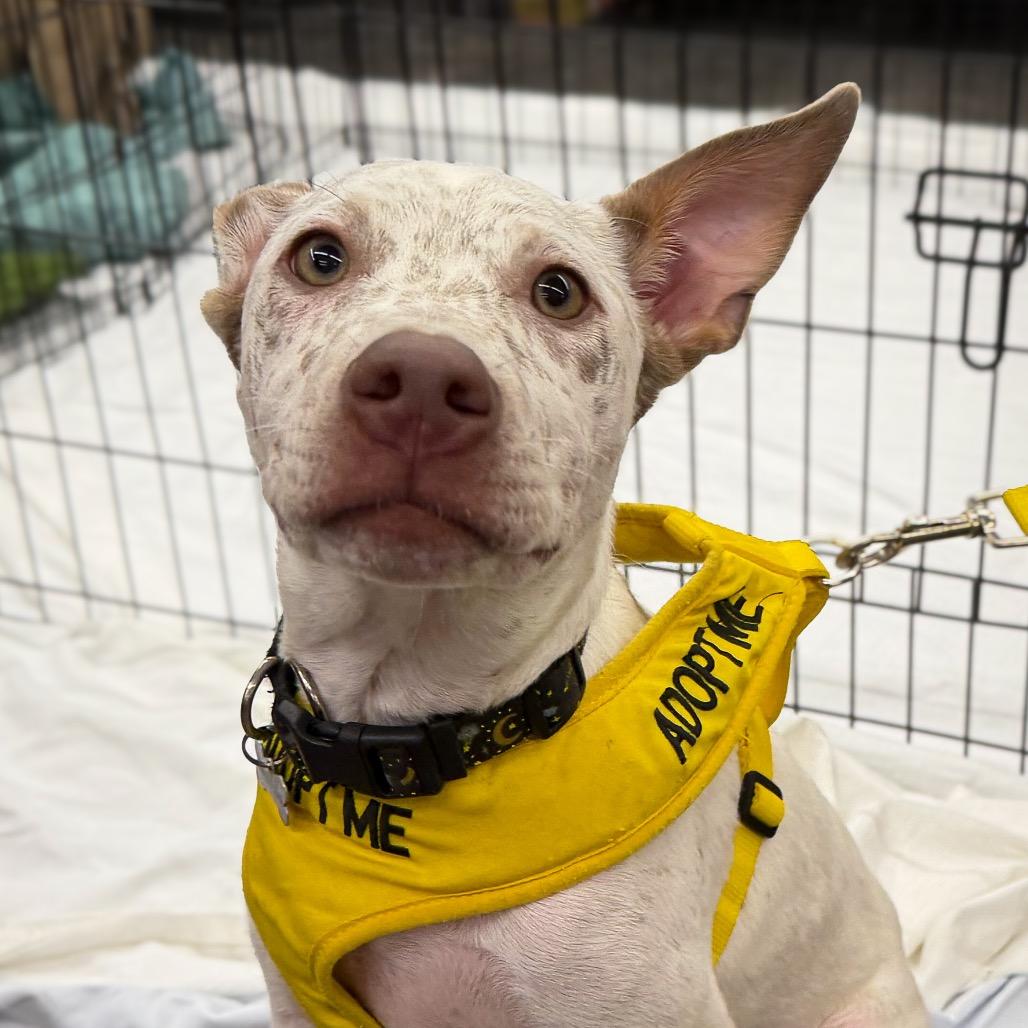 Famous Dogs Litter: Shadow, a Adoptable Mixed Breed in Keaau, HI image 6/6