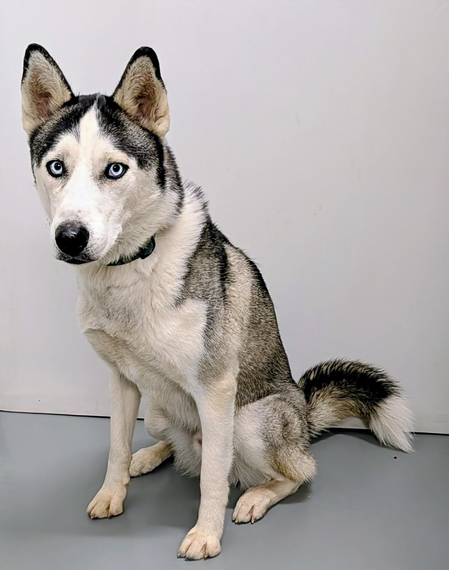 Kai, ADOPTABLE, Young Male Siberian Husky.