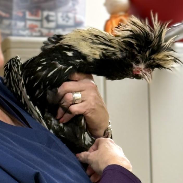 Antoni- #49810, Adoptable, Young Male Chicken.