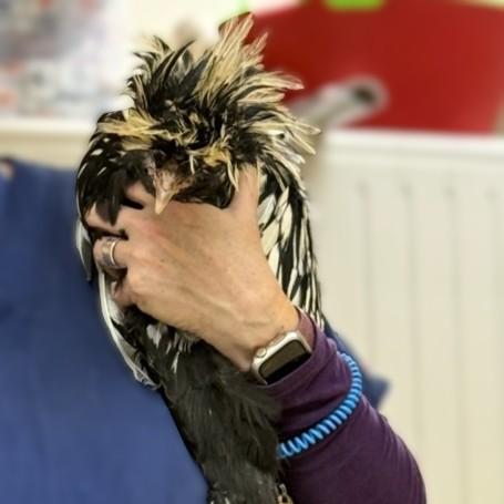 Enlarge Antoni- #49810, a Adoptable Chicken in Columbia, MD image 2/2