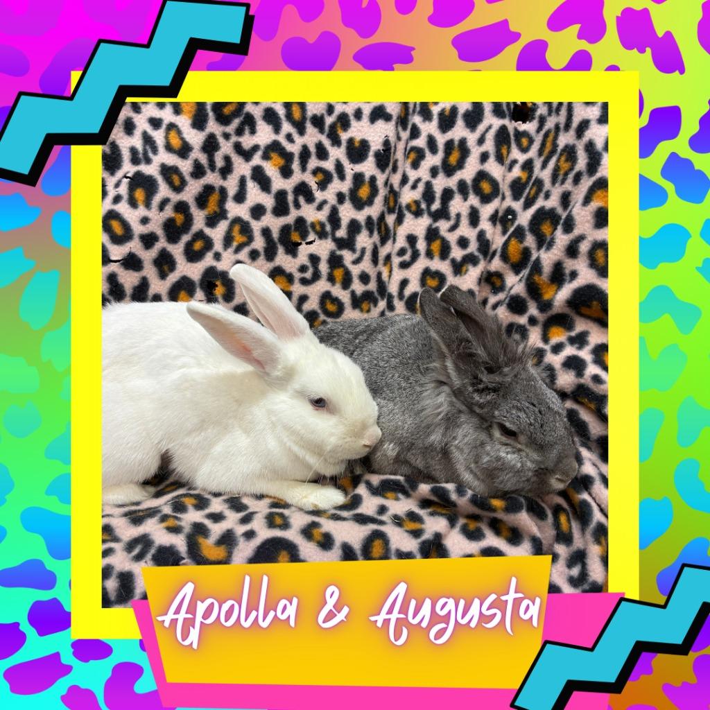 Enlarge Augusta, a Adoptable Bunny Rabbit in Elizabethtown, KY image 1/3