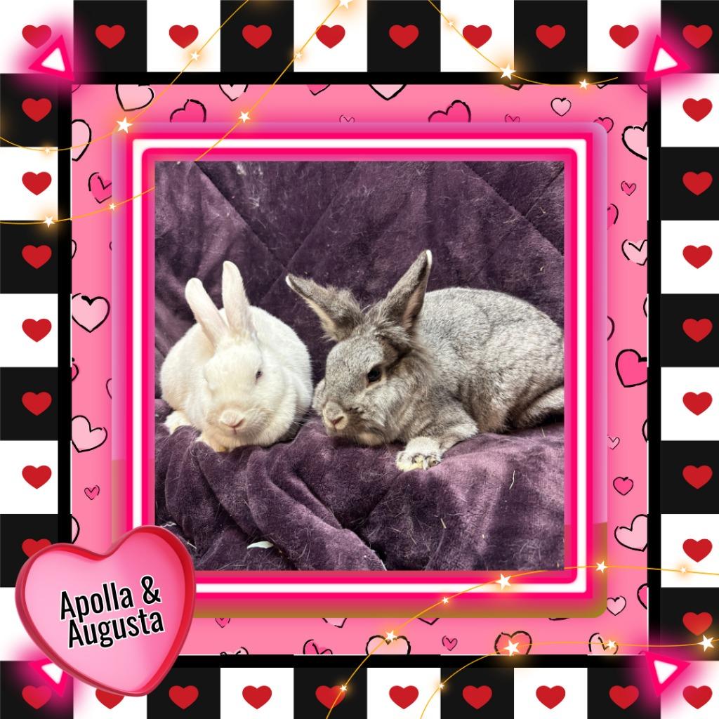 Enlarge Augusta, a Adoptable Bunny Rabbit in Elizabethtown, KY image 3/3