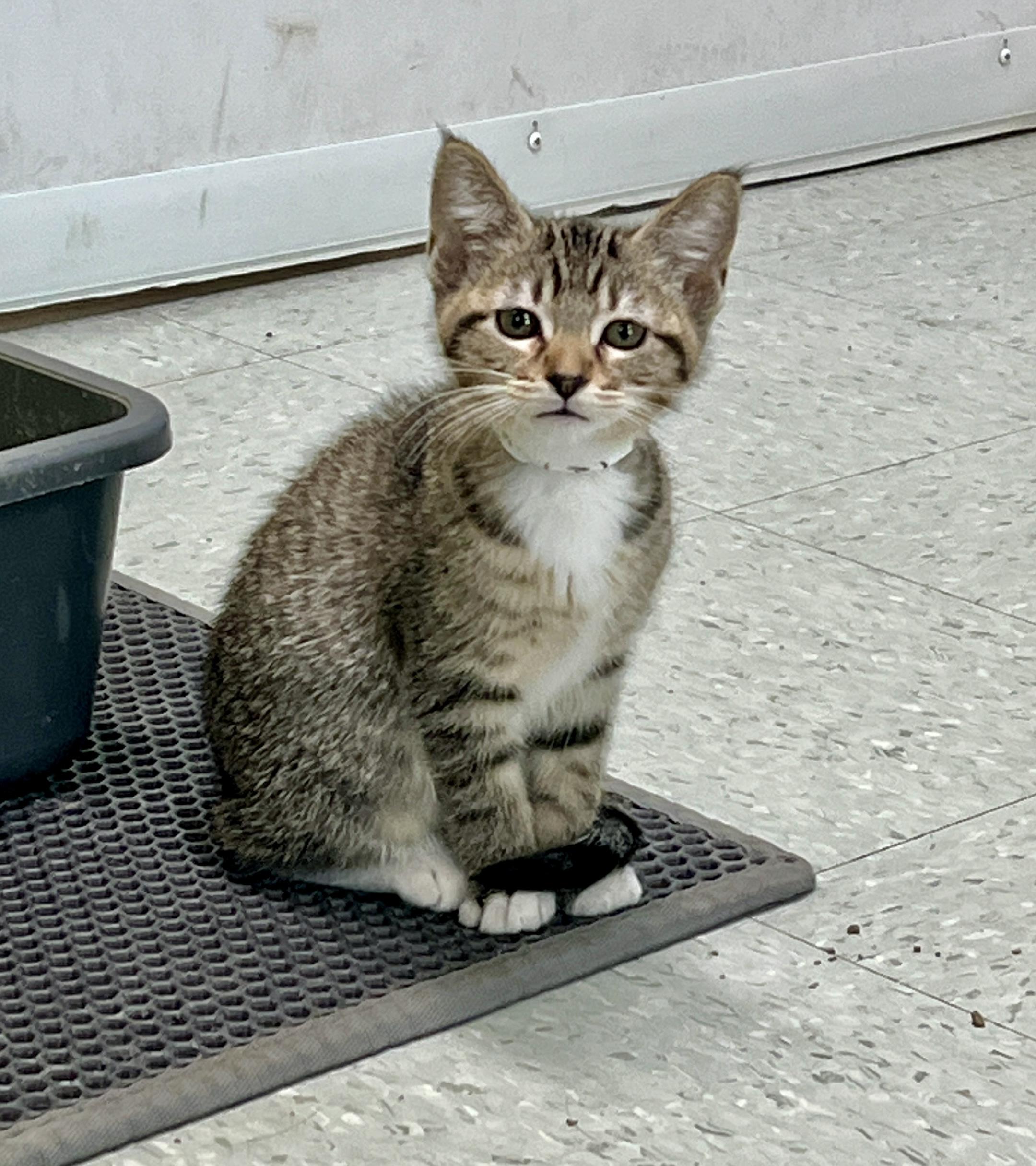 Claudia, an adoptable Domestic Short Hair in Jamestown, ND, 58402 | Photo Image 1