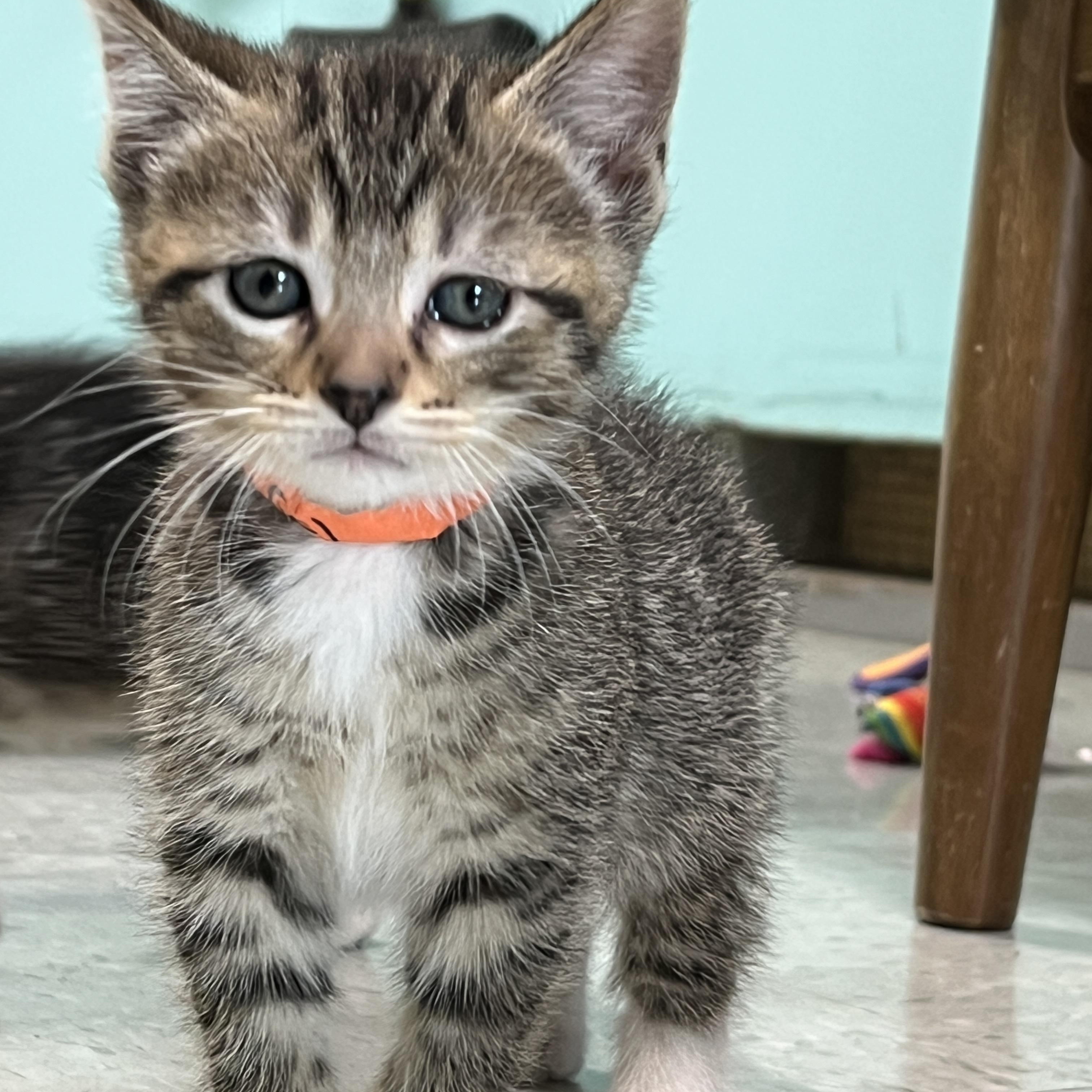 Claudia, Baby Female Domestic Short Hair