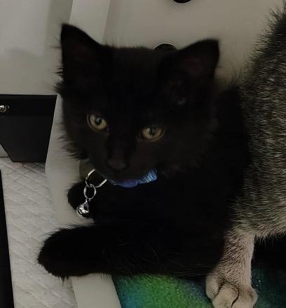 Alecto, Adoptable, Kitten Female Domestic Short Hair.