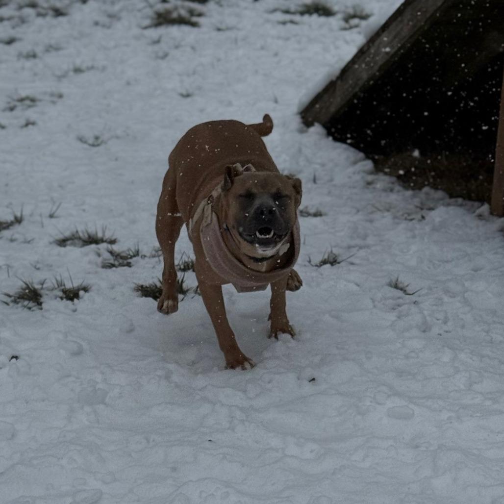 Enlarge Ella Langley, a Adoptable Mixed Breed in Red House, WV image 1/2