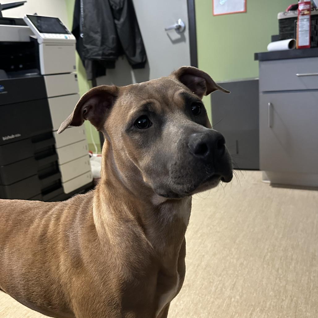 Ella Langley, Adoptable, Adult Female Mixed Breed.