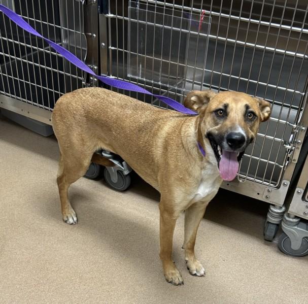 RUBY, Adoptable, Young Female German Shepherd Dog & Mixed Breed.