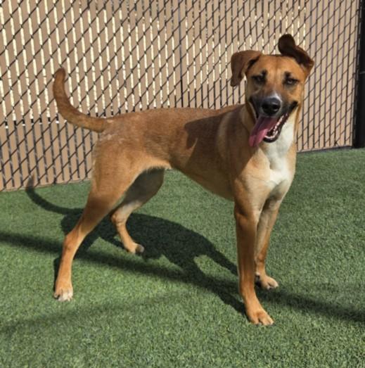 RUBY, Adoptable, Young Female German Shepherd Dog & Mixed Breed.