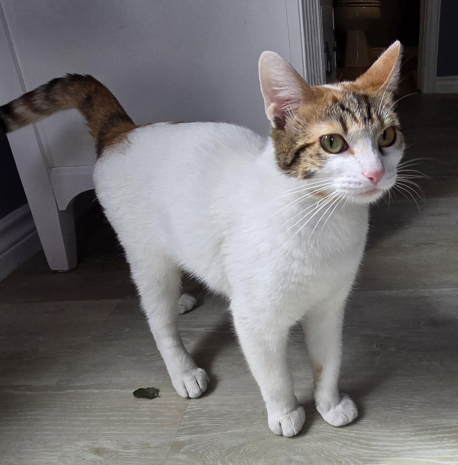 Kaylia, Adoptable, Adult Female Domestic Short Hair.