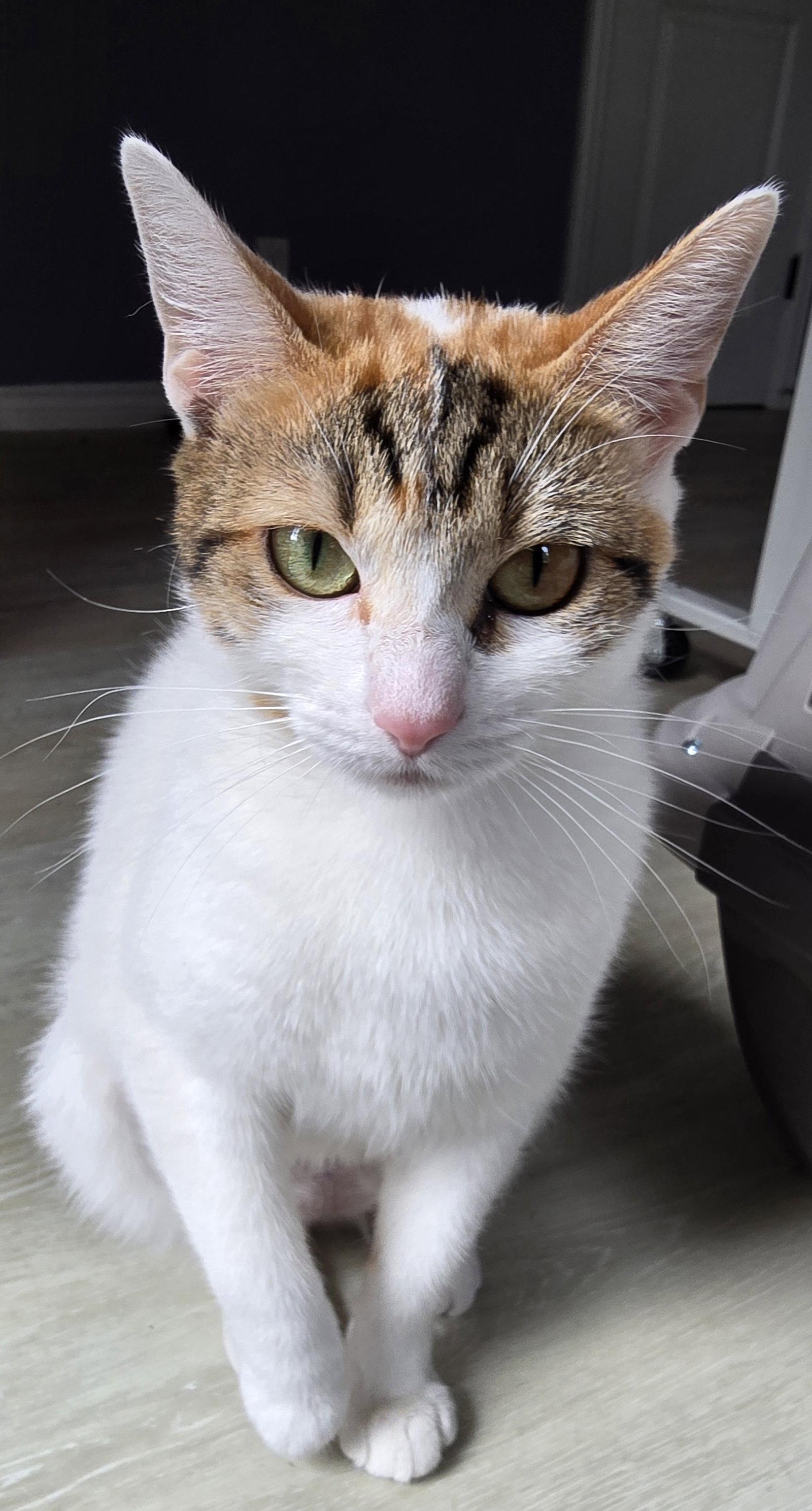 Enlarge Kaylia, a Adoptable Domestic Short Hair in Rowlett, TX image 2/3