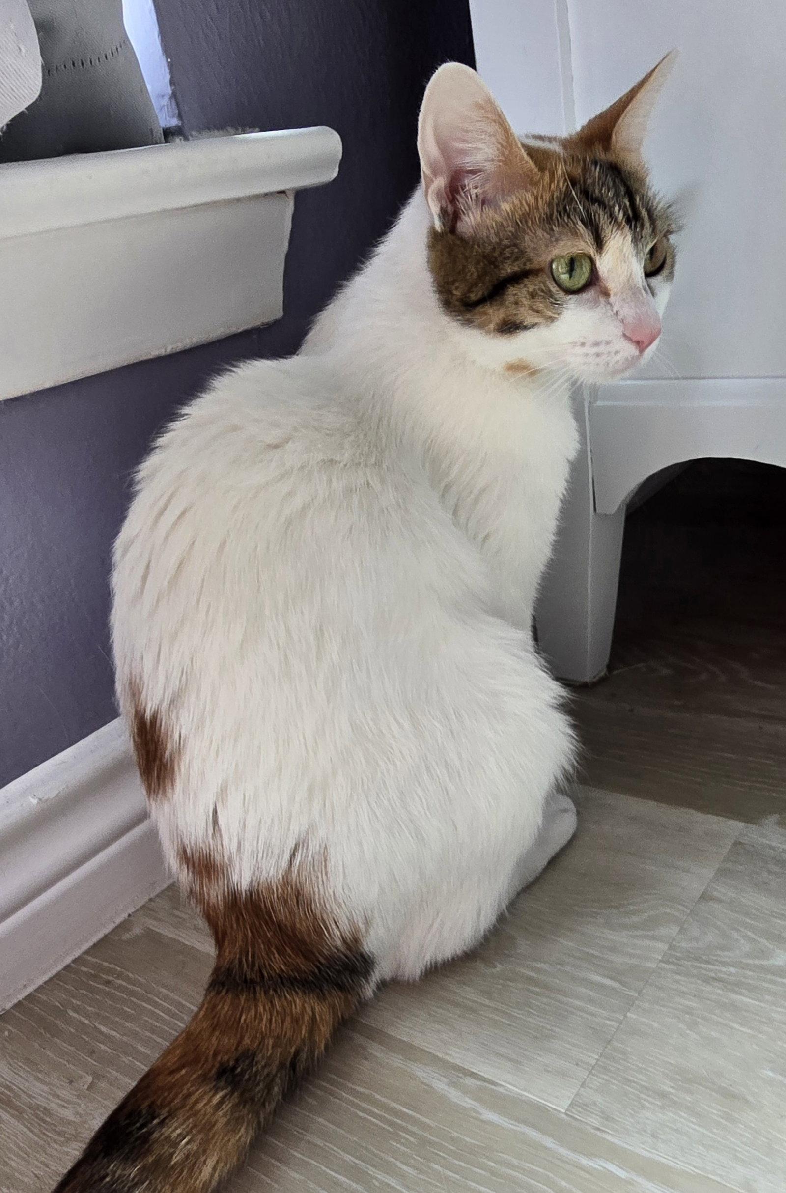 Enlarge Kaylia, a Adoptable Domestic Short Hair in Rowlett, TX image 3/3