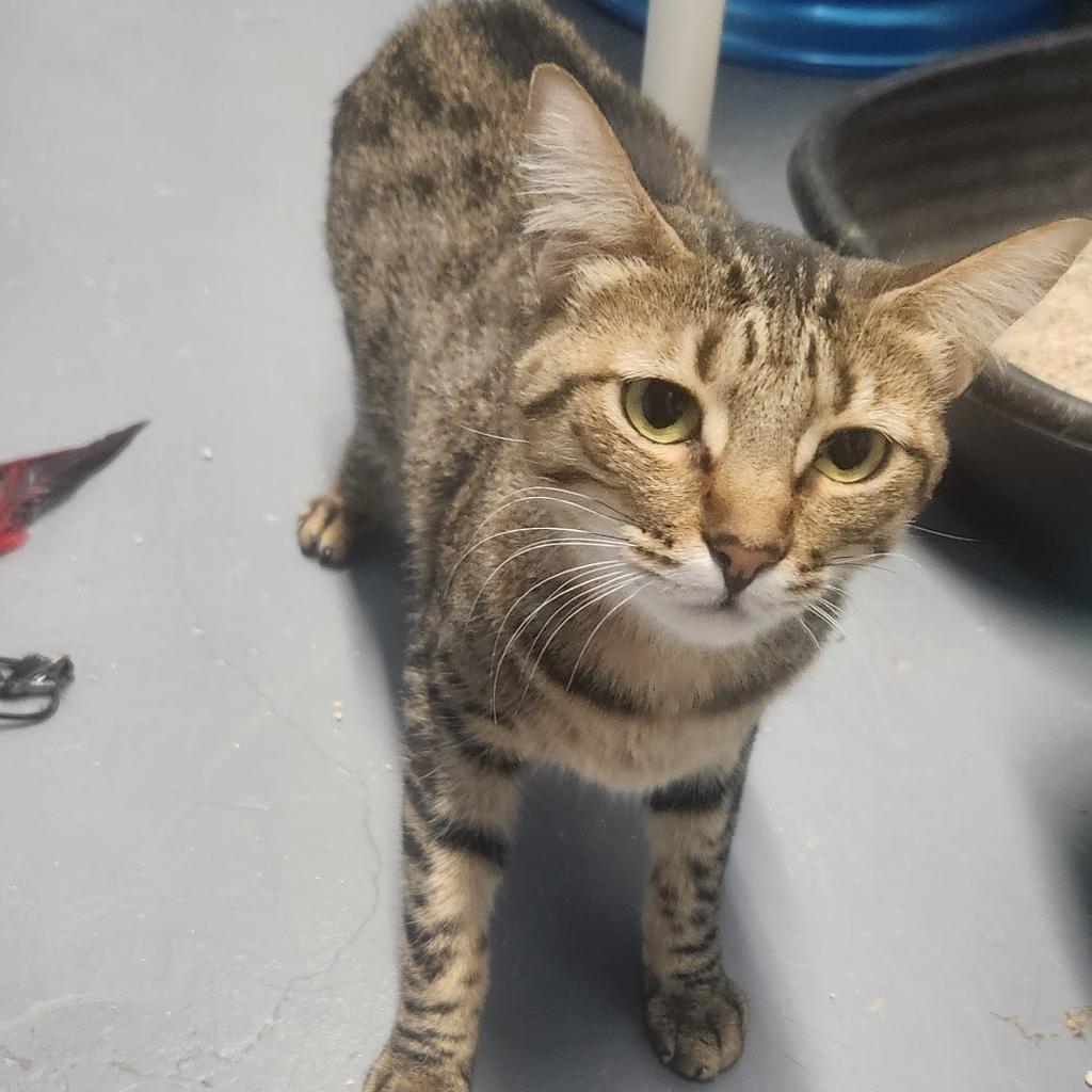 Belladona, Adoptable, Adult Female Domestic Short Hair.