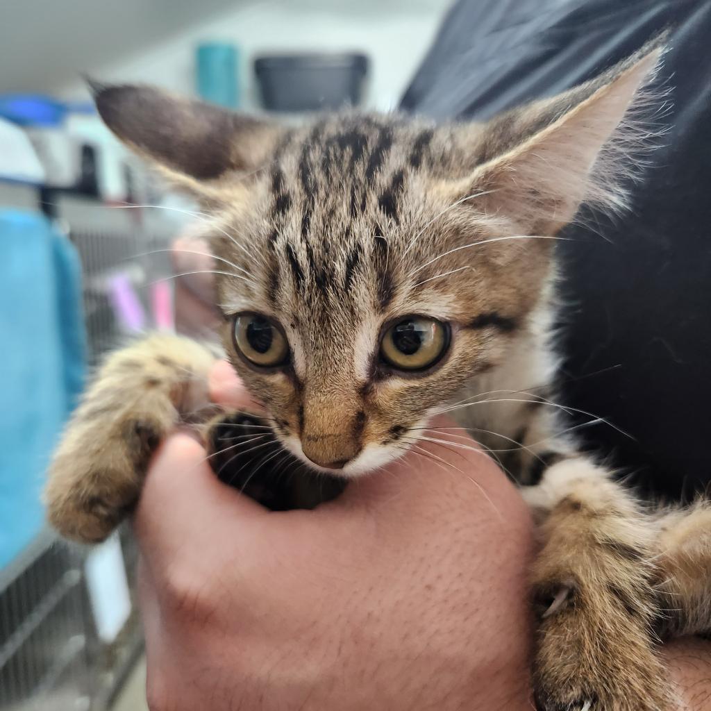 Enlarge Belladona, a Adoptable Domestic Short Hair in Casa Grande, AZ image 2/2