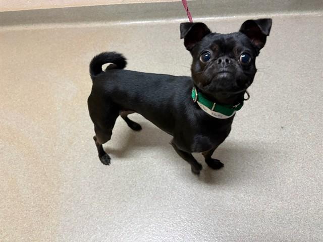 BLAKE, Adoptable, Young Male Pug & Chihuahua.