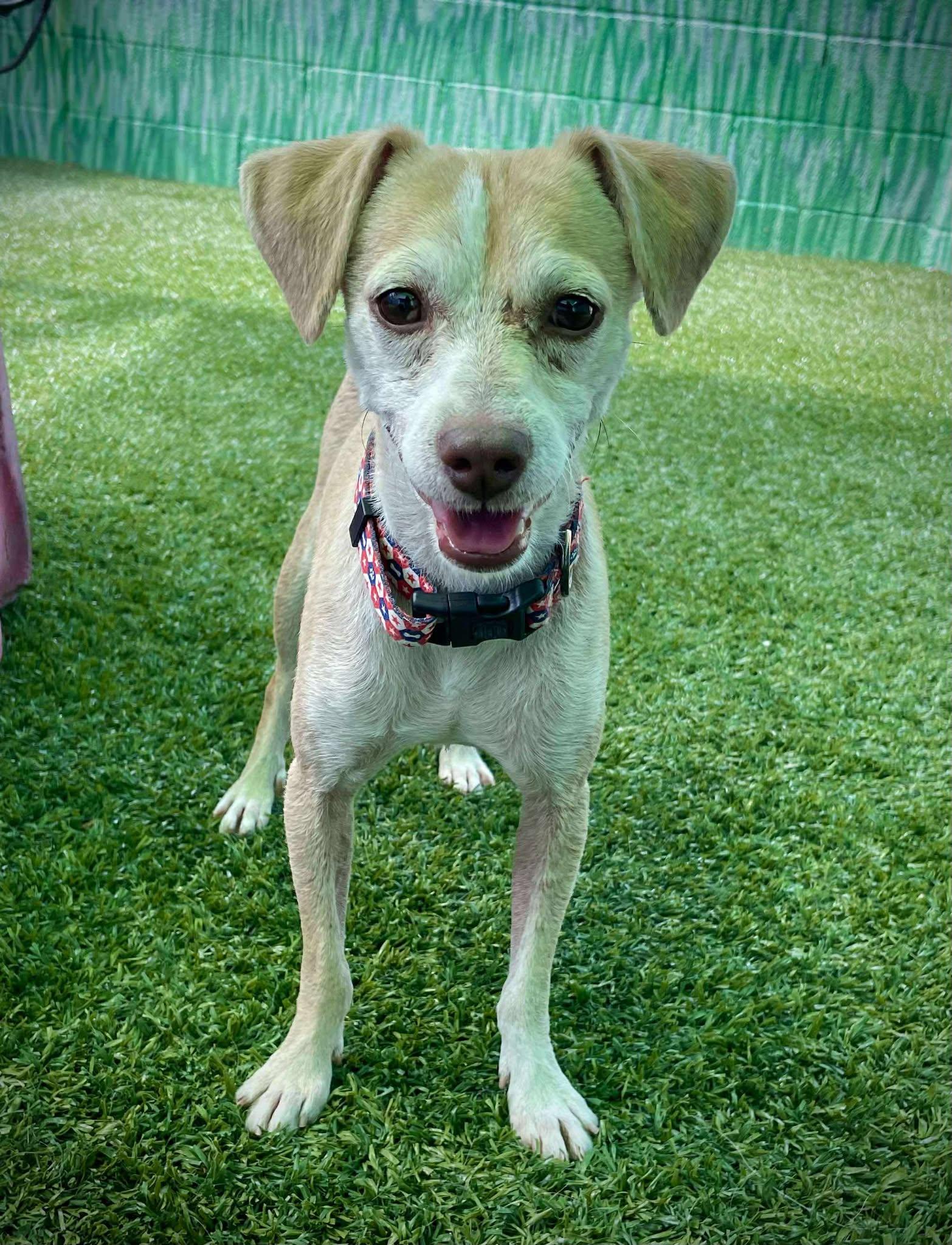 Franklin D Roosevelt "FDR", a Adoptable Chihuahua in Phoenix, AZ image 4/6