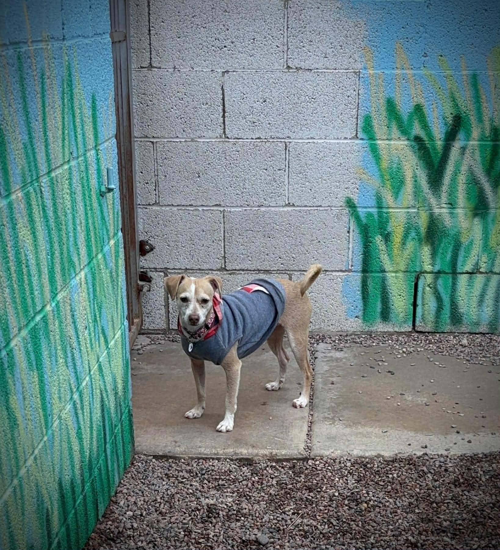 Franklin D Roosevelt "FDR", a Adoptable Chihuahua in Phoenix, AZ image 2/6