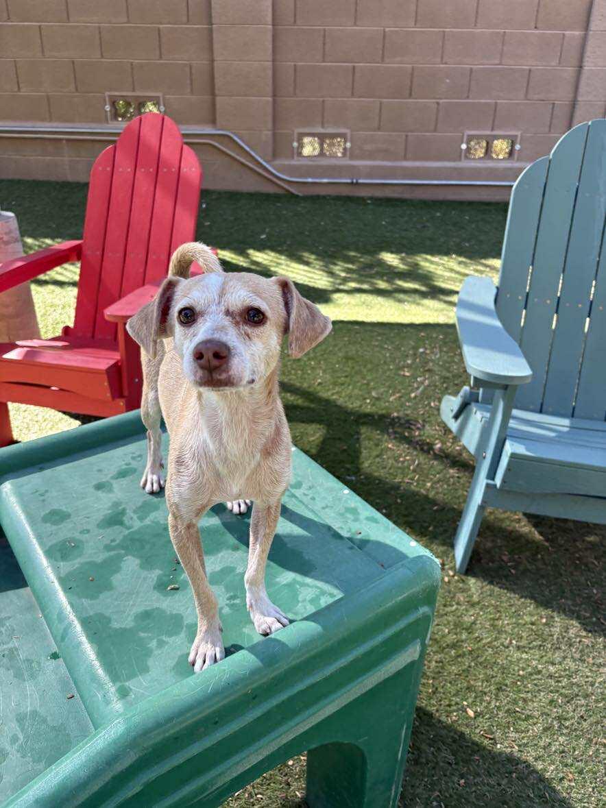 Franklin D Roosevelt "FDR", a Adoptable Chihuahua in Phoenix, AZ image 5/6