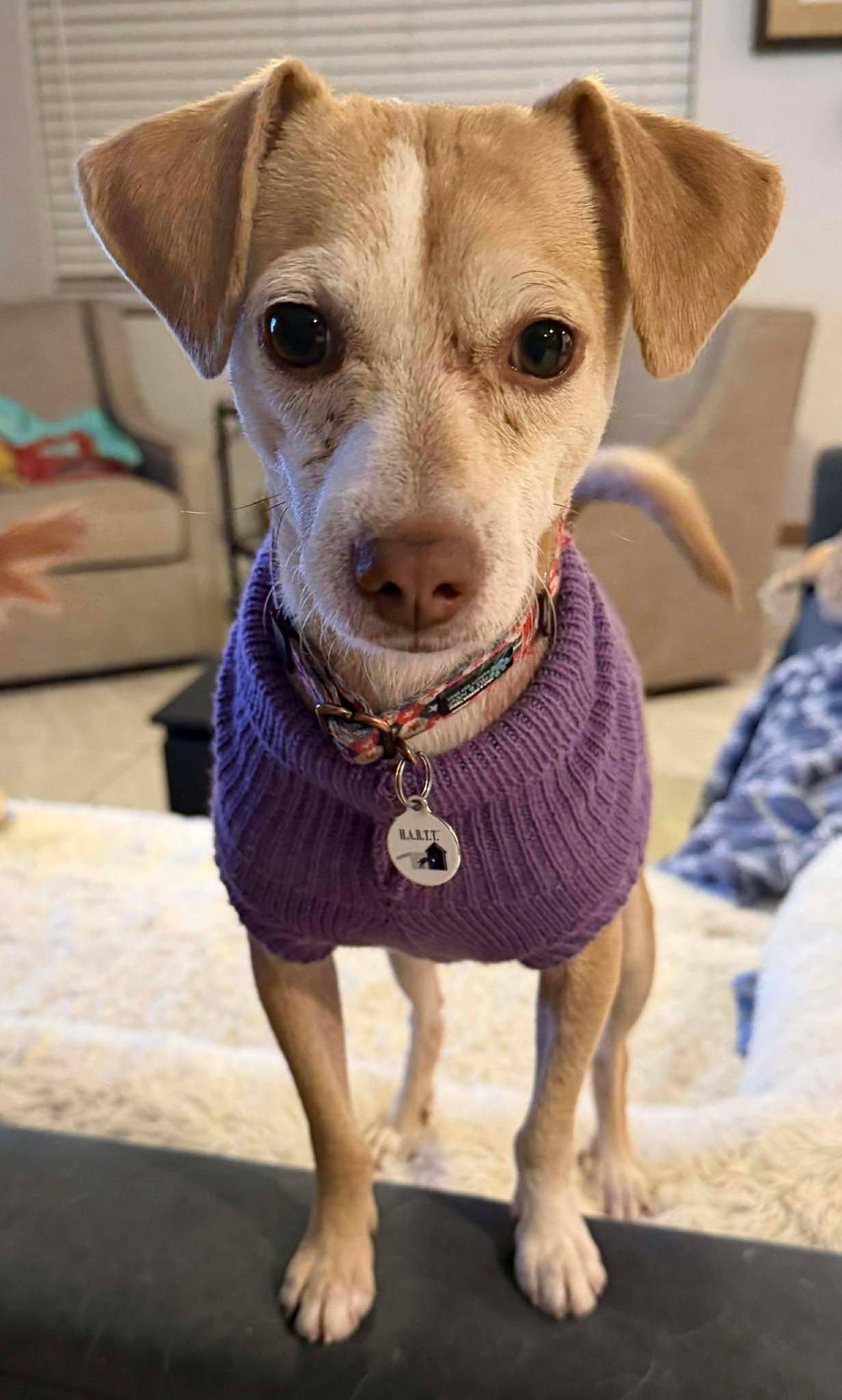 Franklin D Roosevelt "FDR", Adoptable, Young Male Chihuahua.