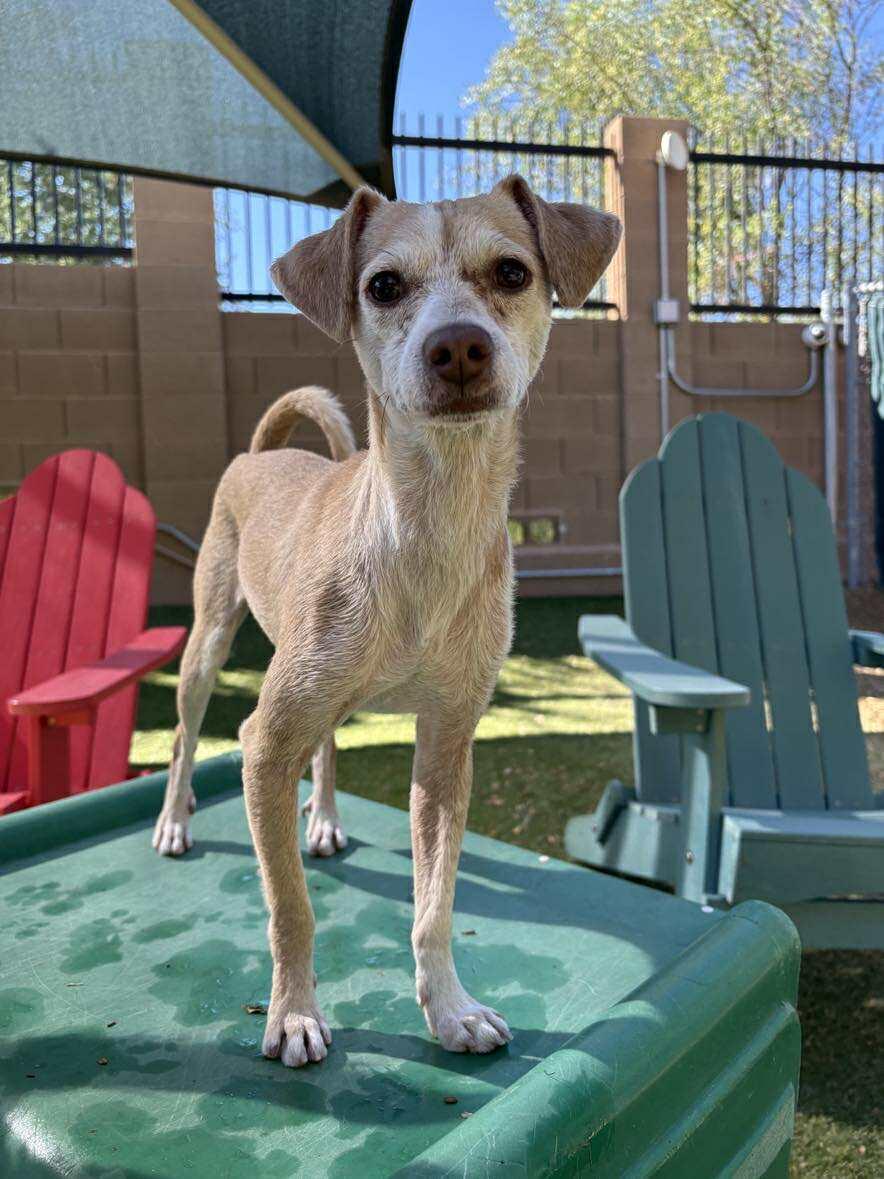 Franklin D Roosevelt "FDR", a Adoptable Chihuahua in Phoenix, AZ image 3/6