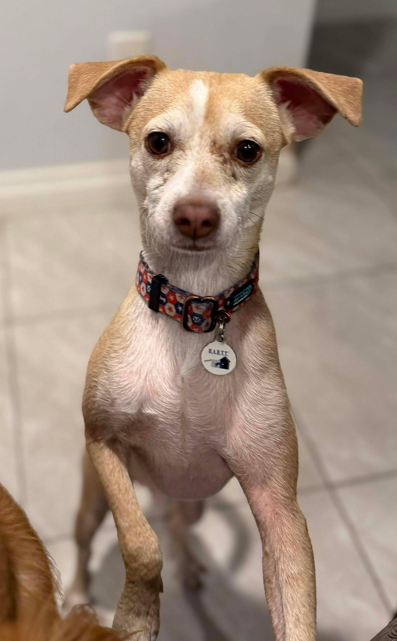 Franklin D Roosevelt "FDR", Adoptable, Young Male Chihuahua.