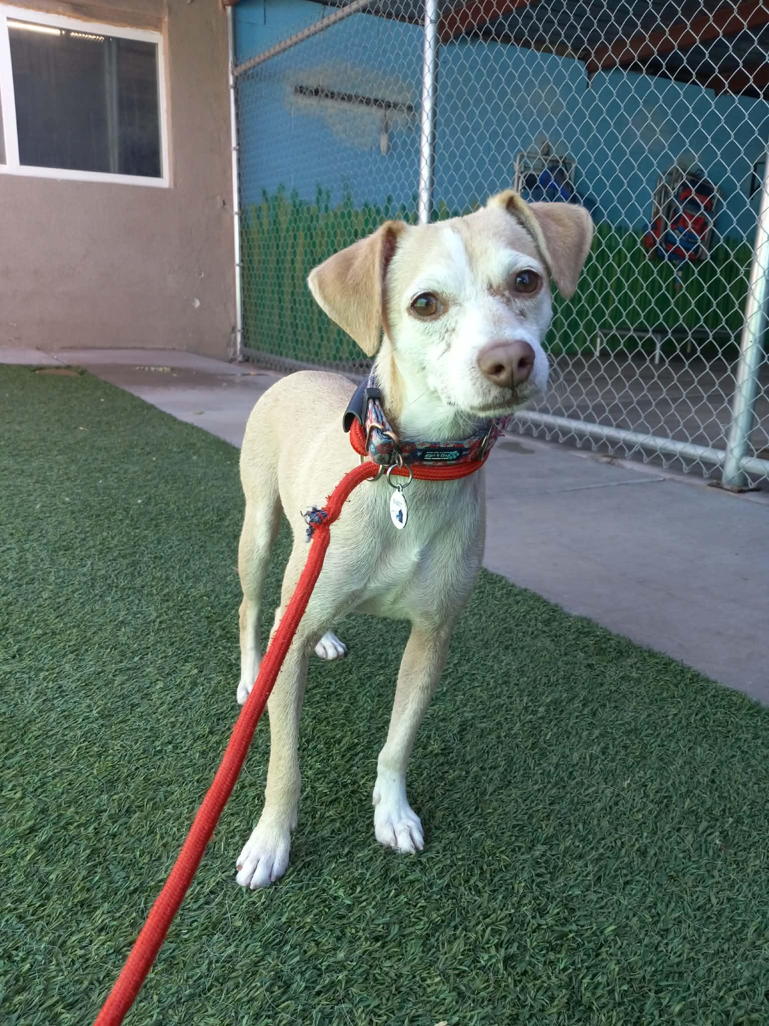 Franklin D Roosevelt "FDR", a Adoptable Chihuahua in Phoenix, AZ image 2/6