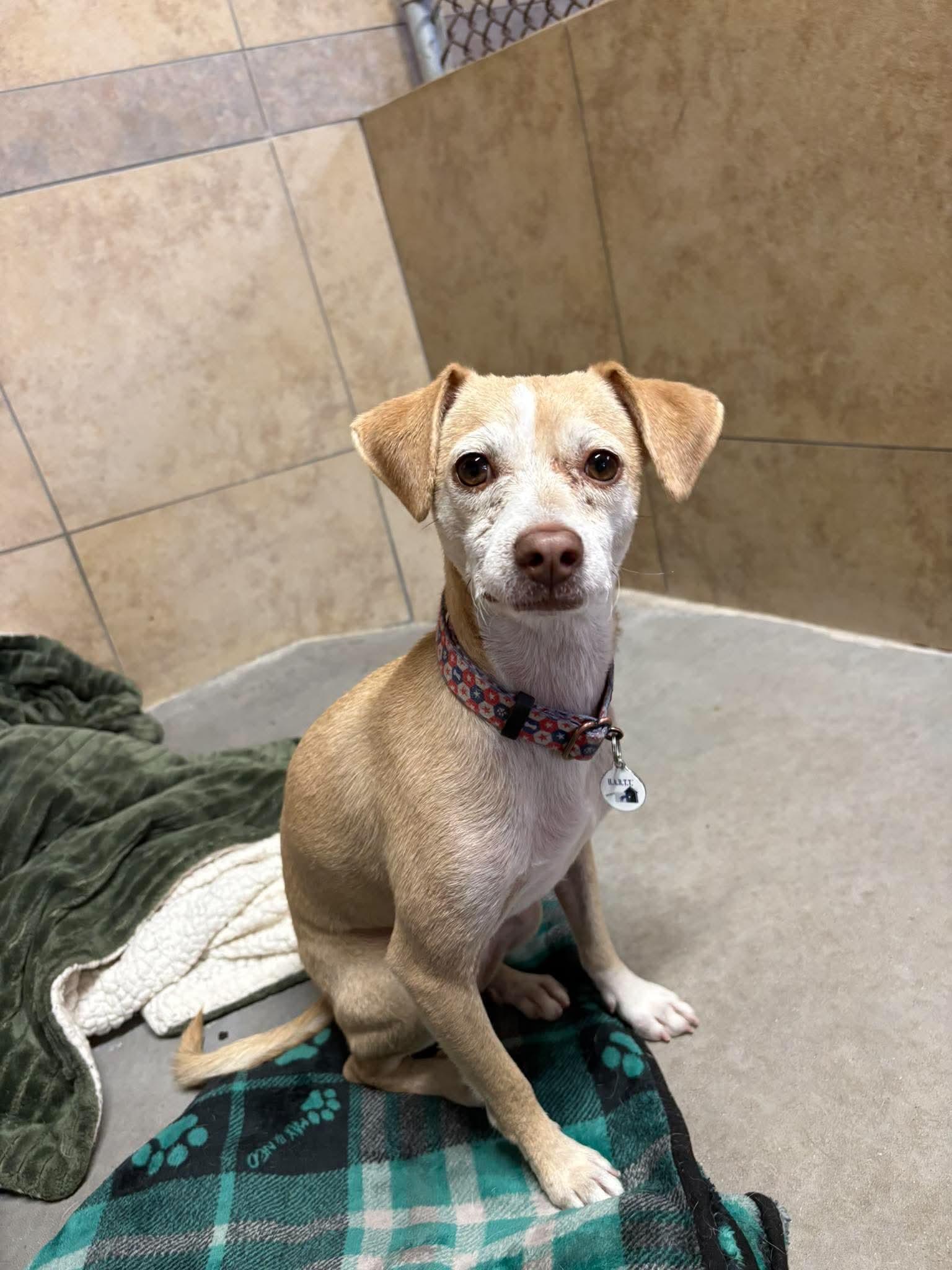 Franklin D Roosevelt "FDR", a Adoptable Chihuahua in Phoenix, AZ image 1/6