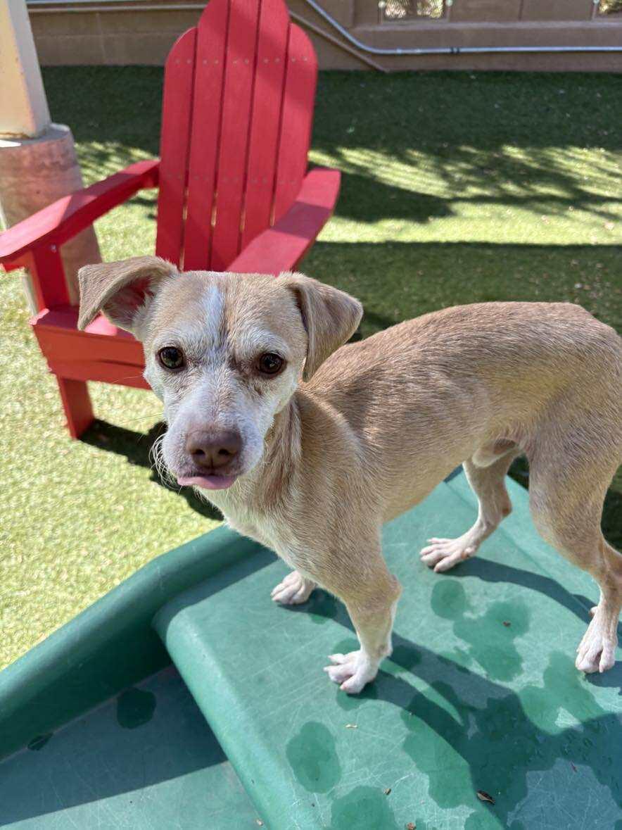 Franklin D Roosevelt "FDR", a Adoptable Chihuahua in Phoenix, AZ image 1/6