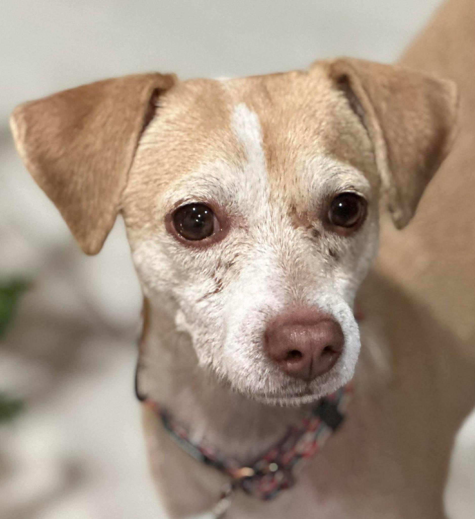 Enlarge Franklin D Roosevelt "FDR", a Adoptable Chihuahua in Phoenix, AZ image 1/6