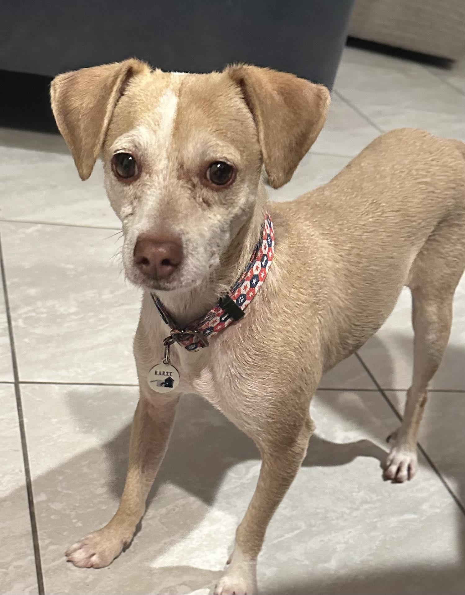 Enlarge Franklin D Roosevelt "FDR", a Adoptable Chihuahua in Phoenix, AZ image 5/6