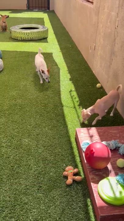 Enlarge Franklin D Roosevelt "FDR", a Adoptable Chihuahua in Phoenix, AZ video 6/6