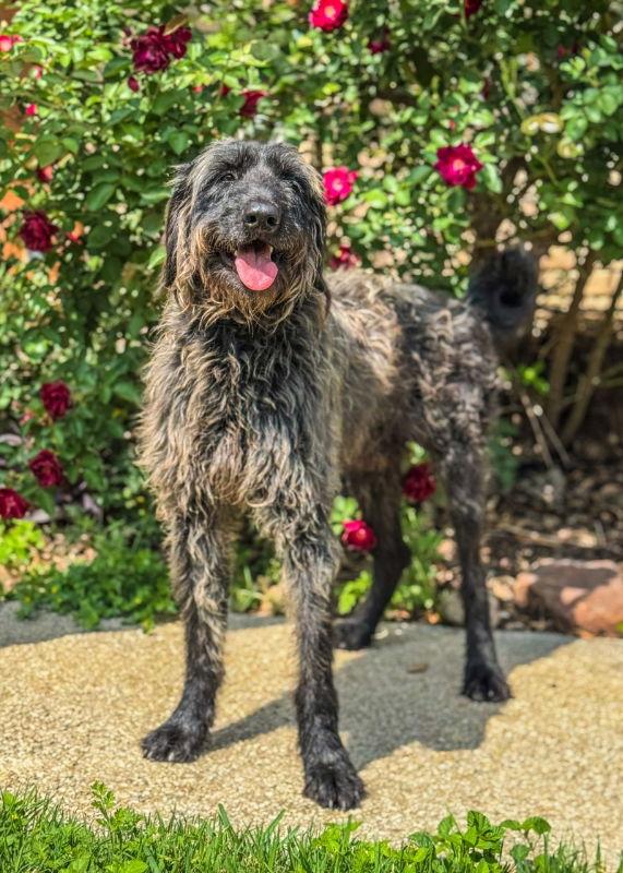 Enlarge Mr. Humphrey, a Adoptable mixed breed in Helotes, TX image 1/3