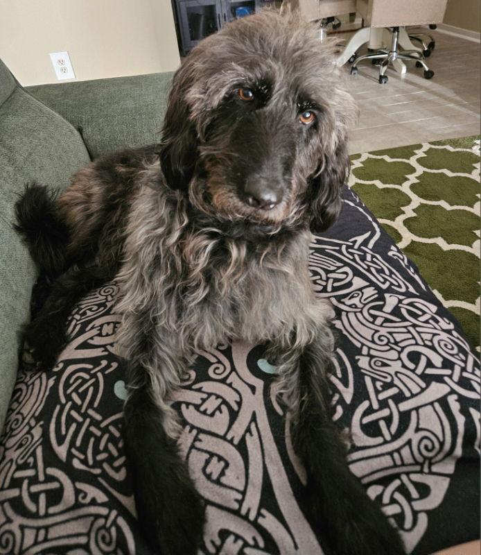 Enlarge Mr. Humphrey, a Adoptable mixed breed in Helotes, TX image 2/3