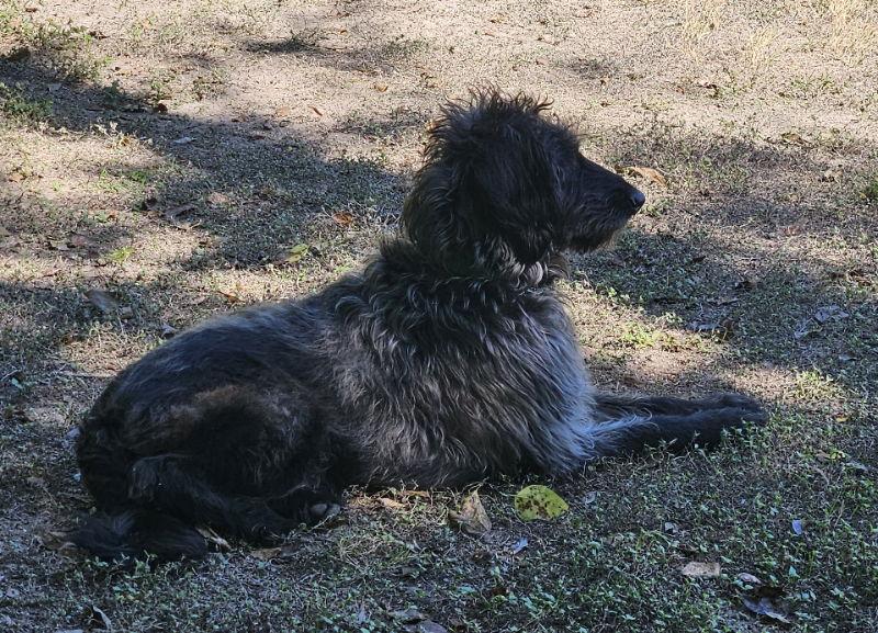 Enlarge Mr. Humphrey, a Adoptable mixed breed in Helotes, TX image 3/3