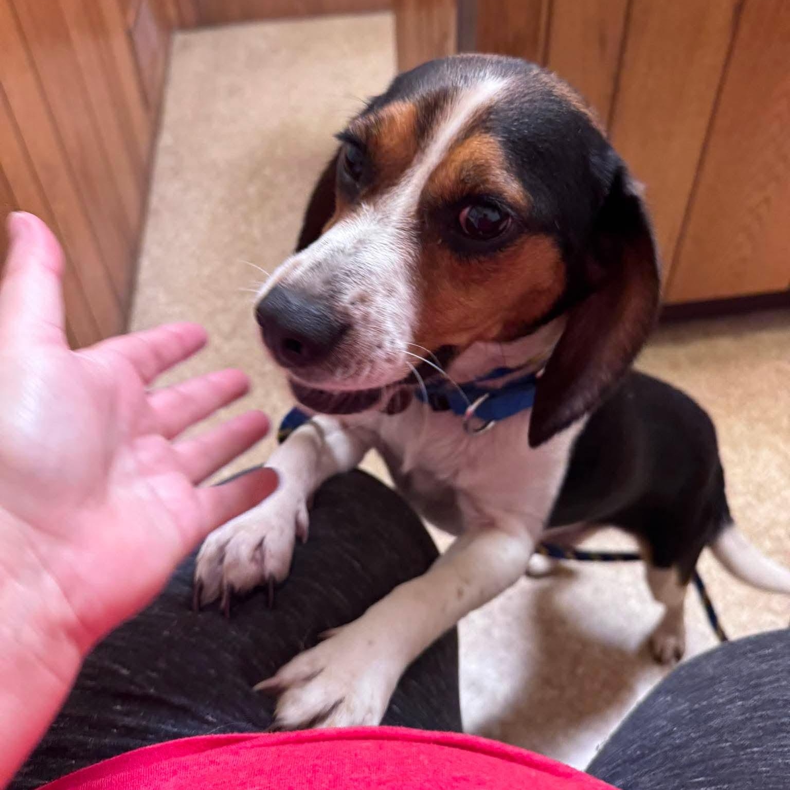 Enlarge Jet, an adopted Beagle in Stoughton, MA image 2/4