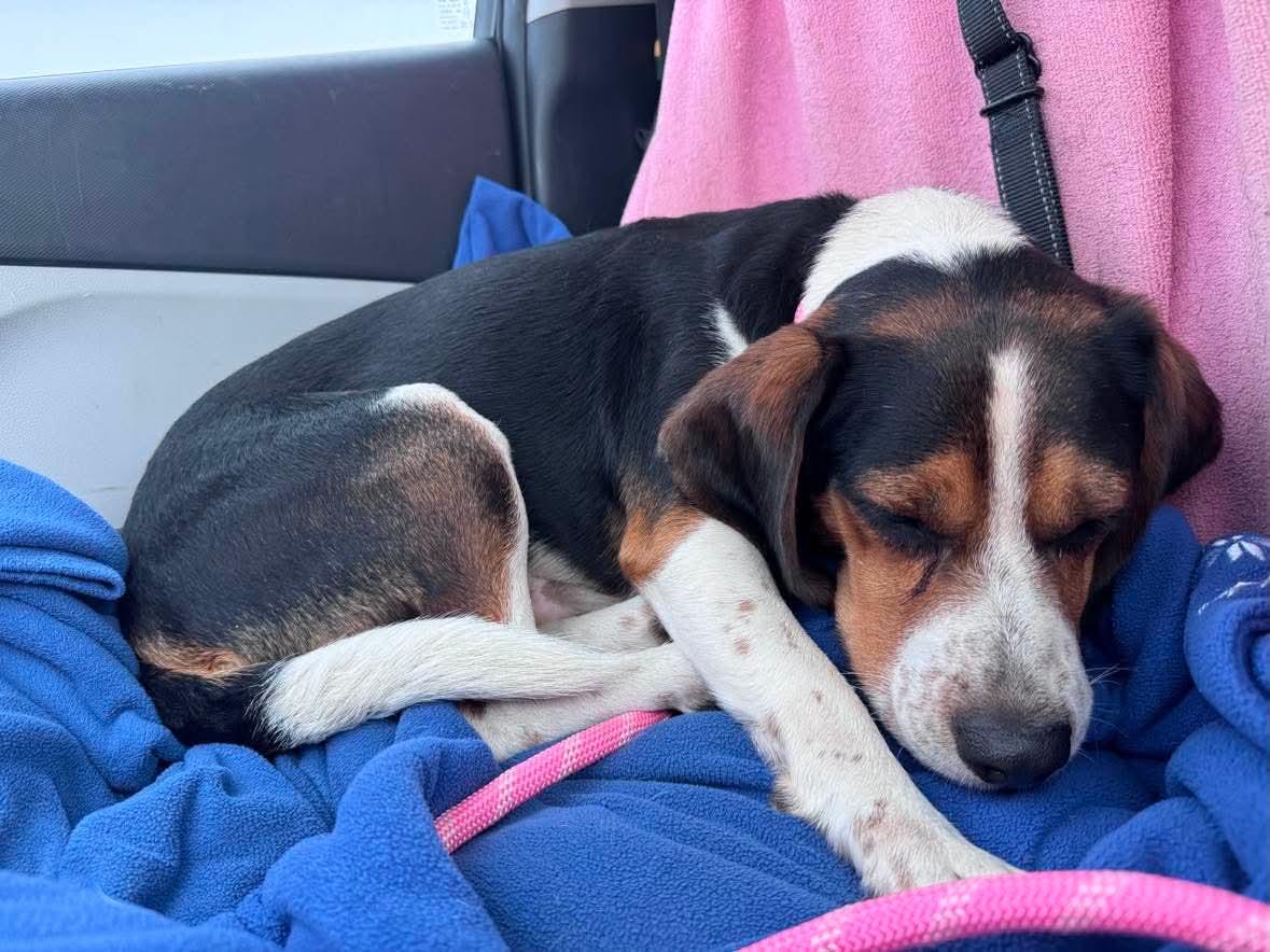 Enlarge Jet, an adopted Beagle in Stoughton, MA image 4/4