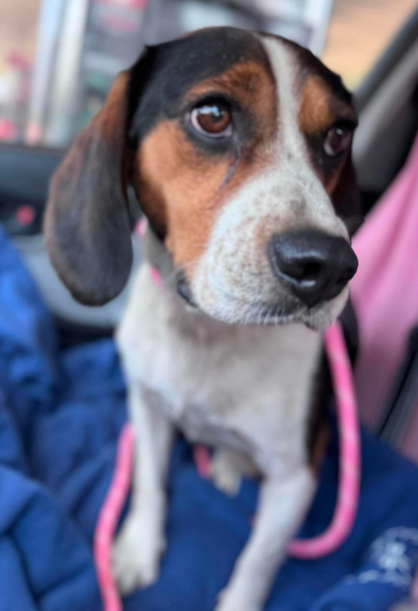 Enlarge Jet, an adopted Beagle in Stoughton, MA image 3/4