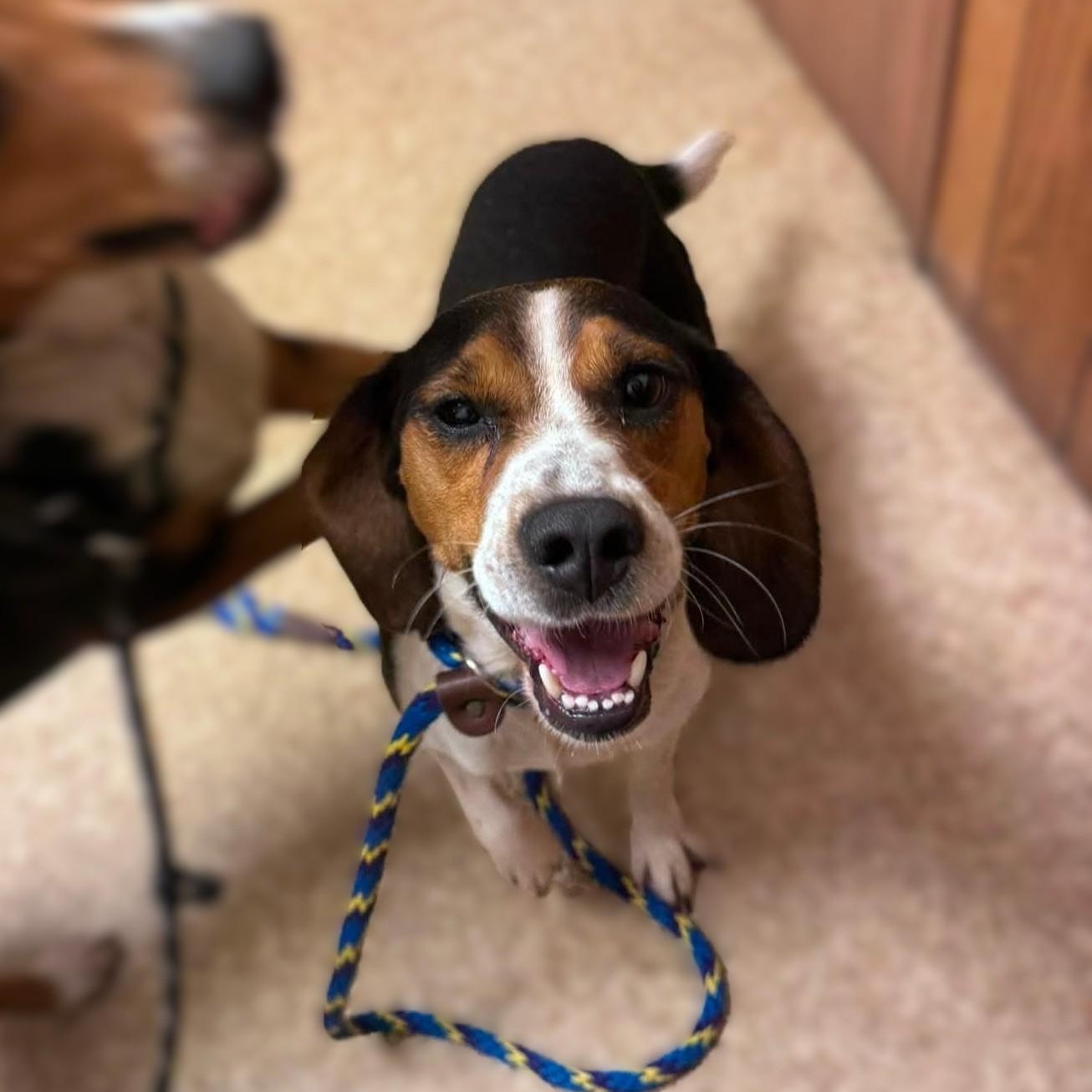 Jet, adopted, Young Male Beagle.