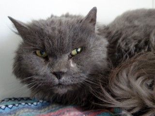 Missy 2