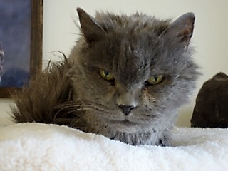 Missy 1