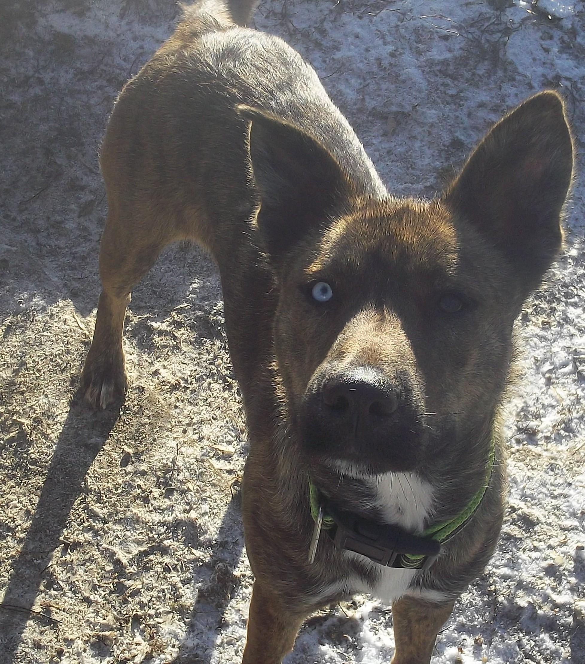 Enlarge SPARKLE aka STELLA, a ADOPTABLE mixed breed in Reed City, MI image 4/4