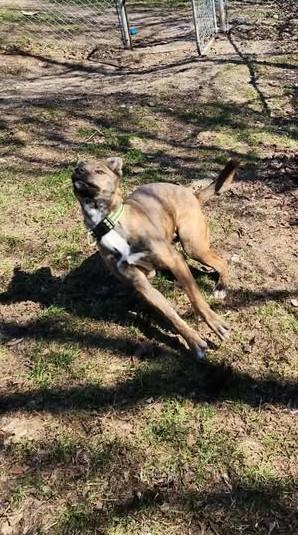 Enlarge SPARKLE aka STELLA, a ADOPTABLE mixed breed in Reed City, MI image 3/4