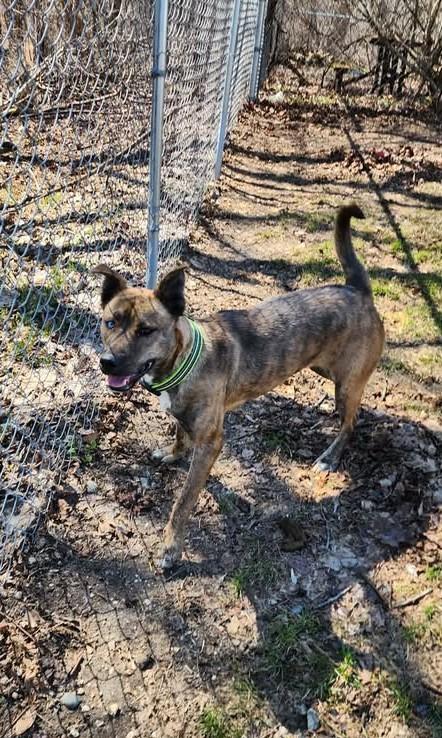 Enlarge SPARKLE aka STELLA, a ADOPTABLE mixed breed in Reed City, MI image 2/4