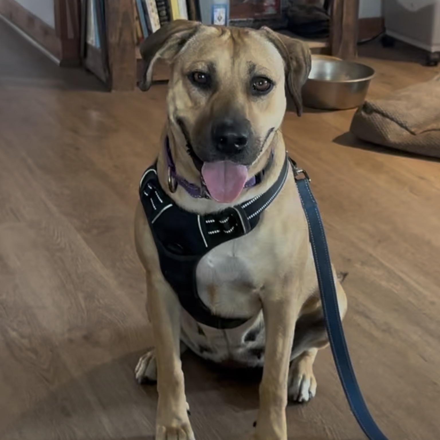 Enlarge Hazel, a Adoptable mixed breed in Cypress, TX image 1/6