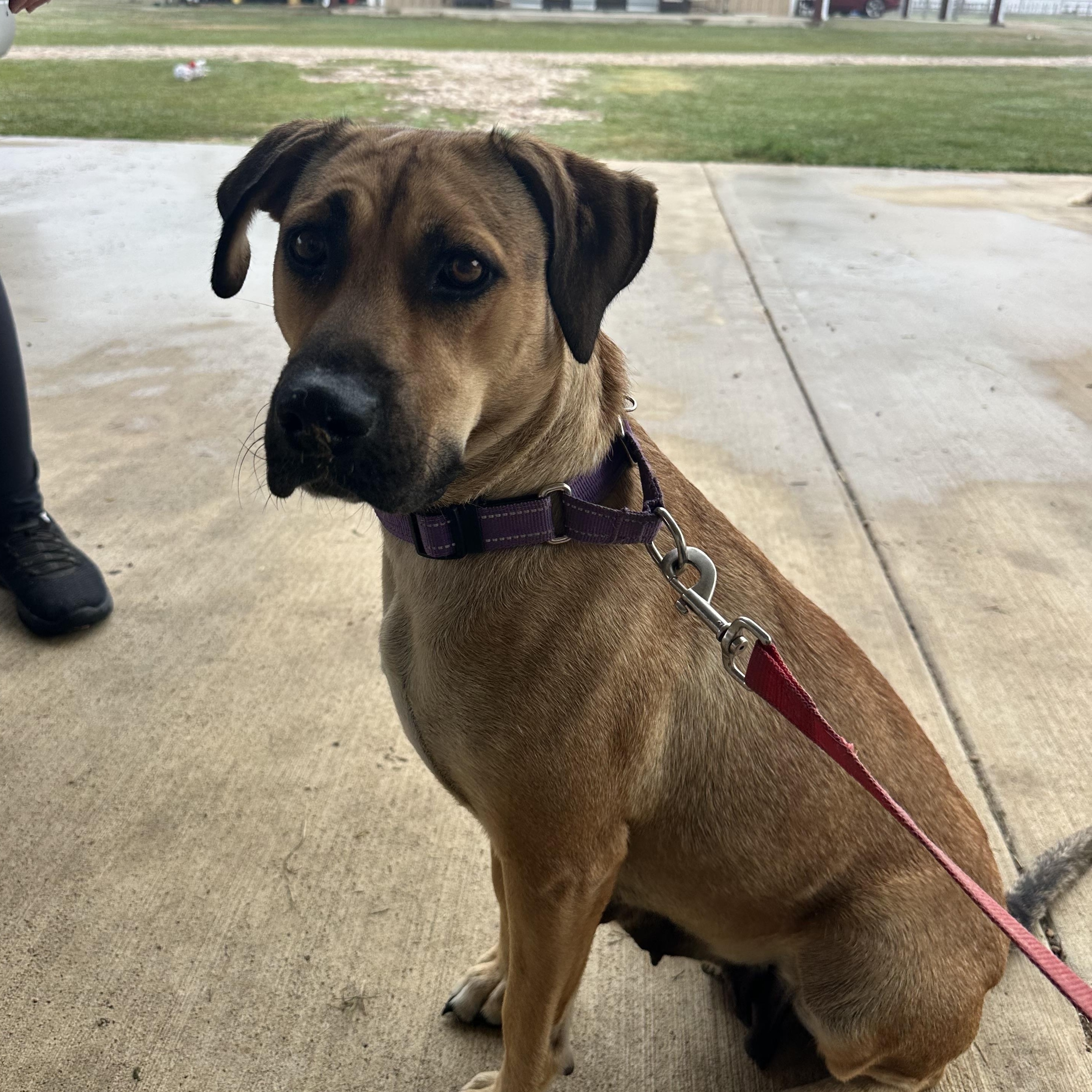 Enlarge Hazel, a Adoptable mixed breed in Cypress, TX image 5/6