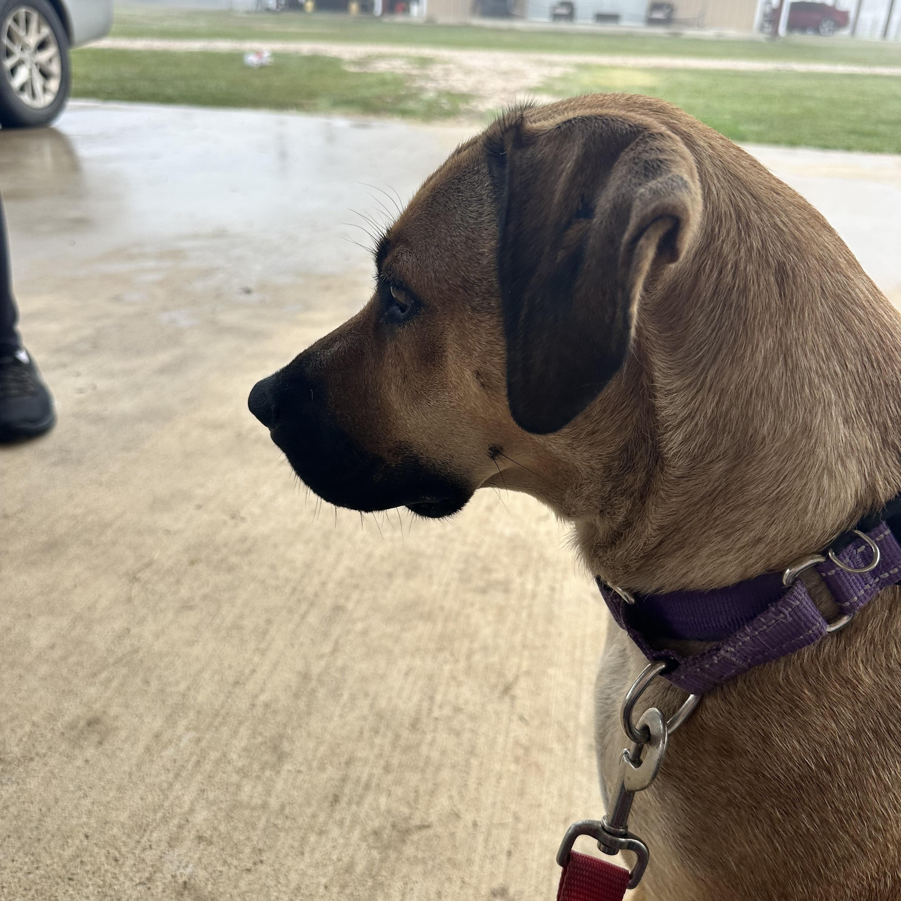 Enlarge Hazel, a Adoptable mixed breed in Cypress, TX image 4/6