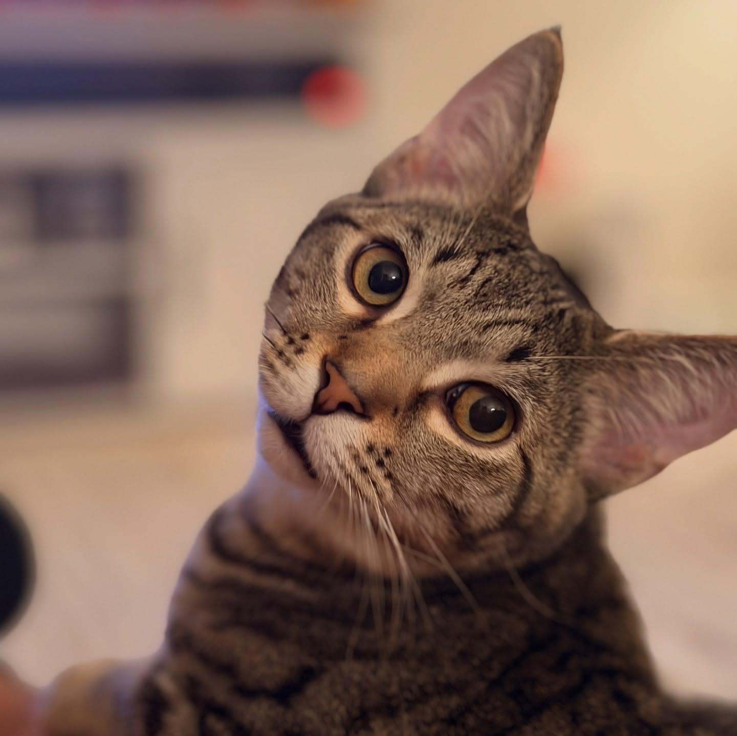 Enlarge Oreo & Simon (FeLV+ Regressive), a Adoptable Domestic Short Hair in McDonald, PA image 2/4