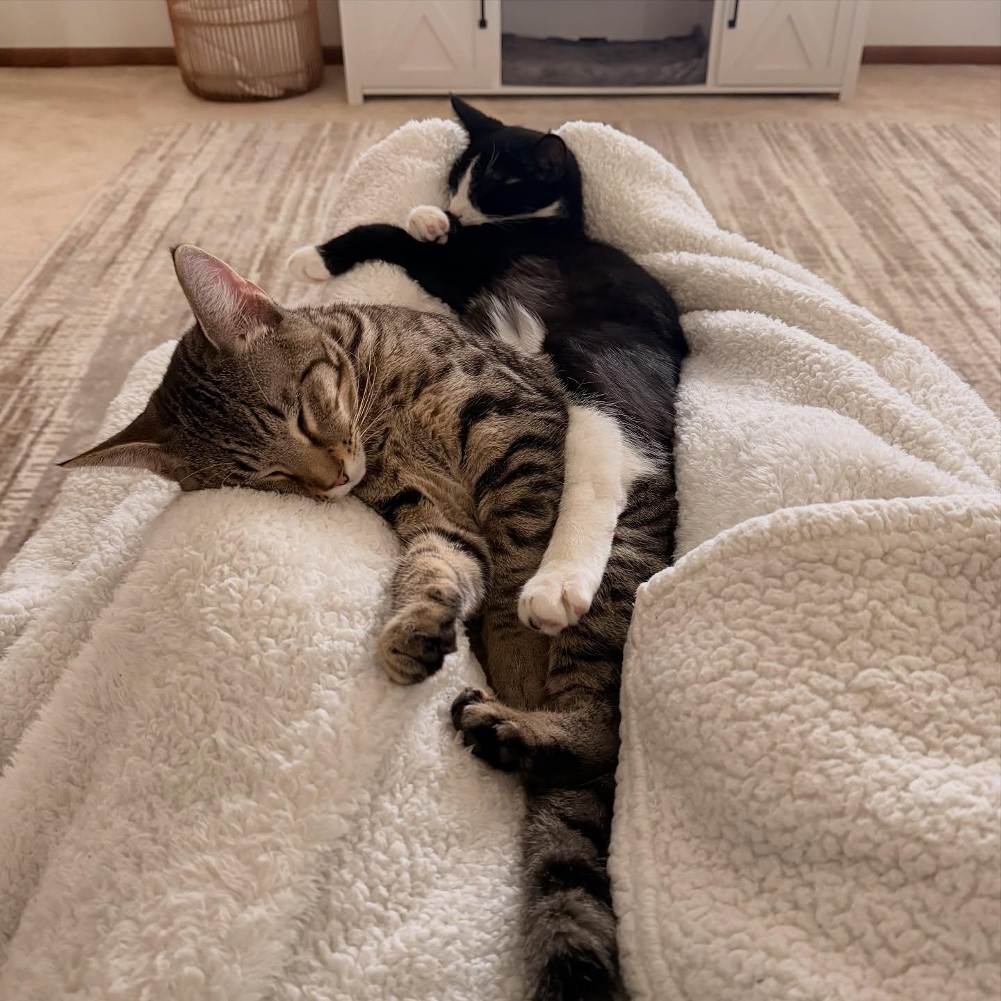 Enlarge Oreo & Simon (FeLV+ Regressive), a Adoptable Domestic Short Hair in McDonald, PA image 3/4